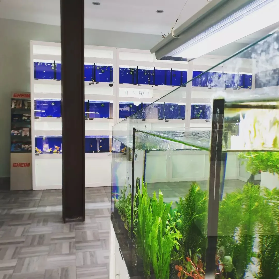 Acuarios Angelfish