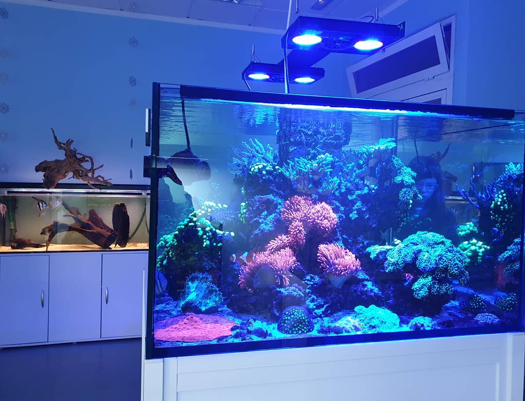 Acuario Con plantas Angelfish
